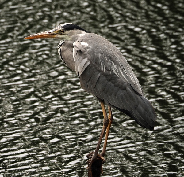 Graureiher, Ardea cinerea